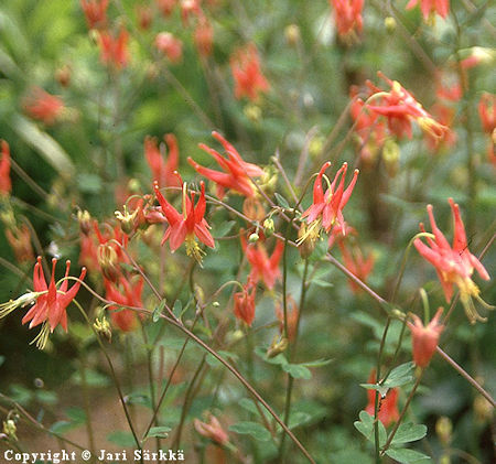 Aquilegia canadensis 'Little Lanterns'